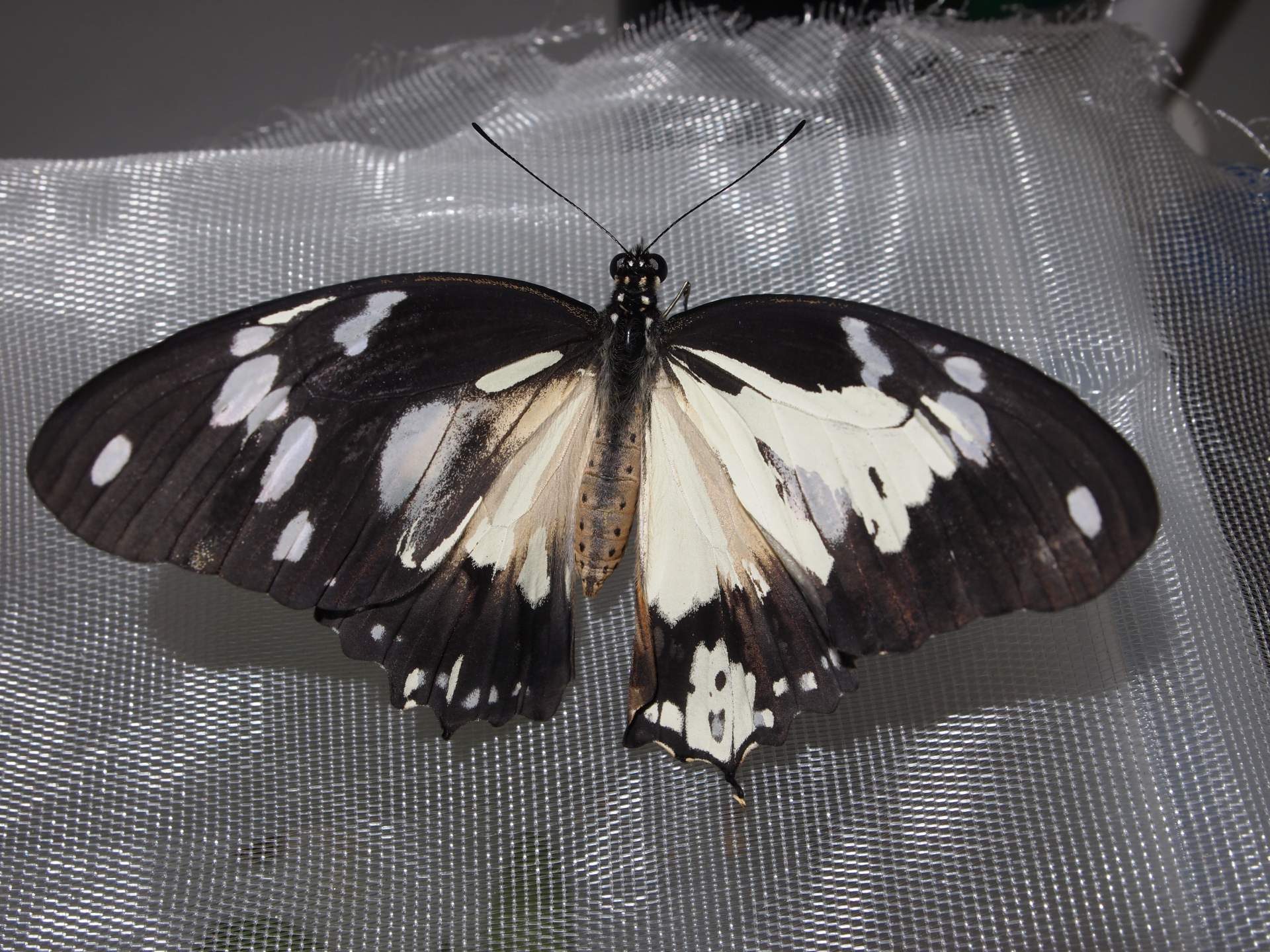 Papilio dardanus (mosaic gynandromorph, live) (Internet Image property of respective owner, non-commercial use only)